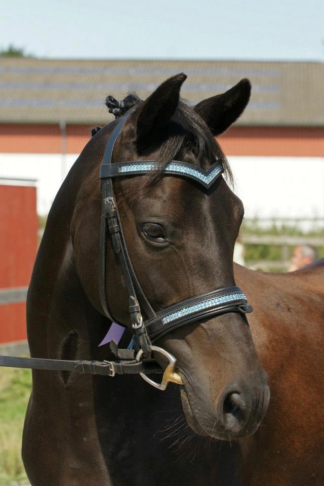 New Forest Hamborgs Bellis "Belle" **SOLGT** - Der er ingen som dig <3
Dette billede er taget af Bellis' nye familie, jeg er så lykkelig for at hun nu er endt hvor hun er når det nu skulle være, der er ingen der ville kunne have taget sig bedere af hende end de gør <3 - Tak billede 20