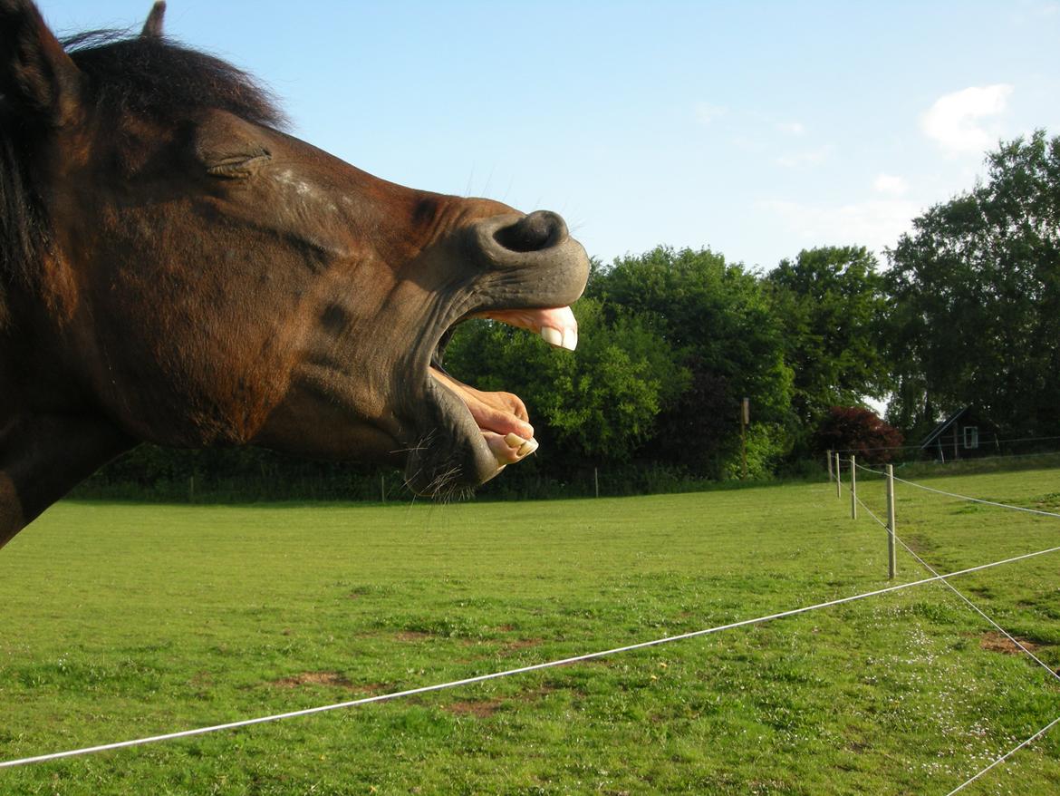 New Forest Hamborgs Fuchsia - Morgen..:D billede 13