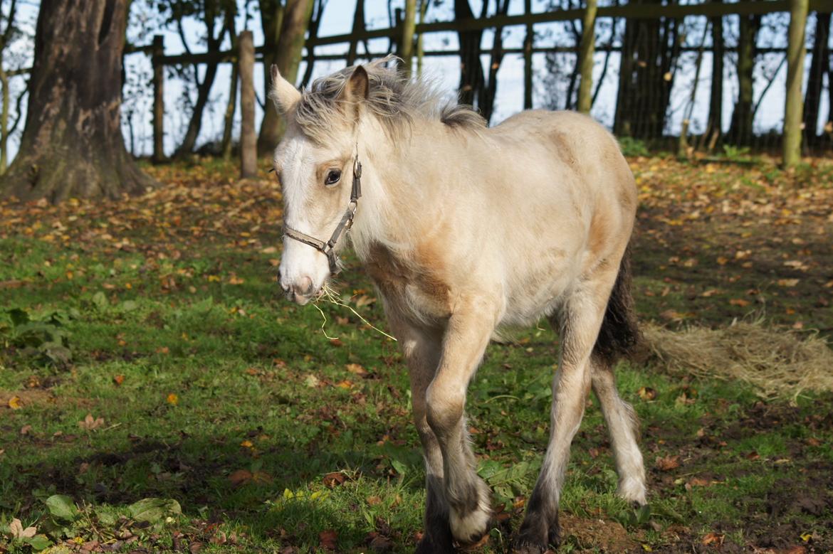 Irish Cob Jeanne d´Arc van Gipsy Dreams billede 5