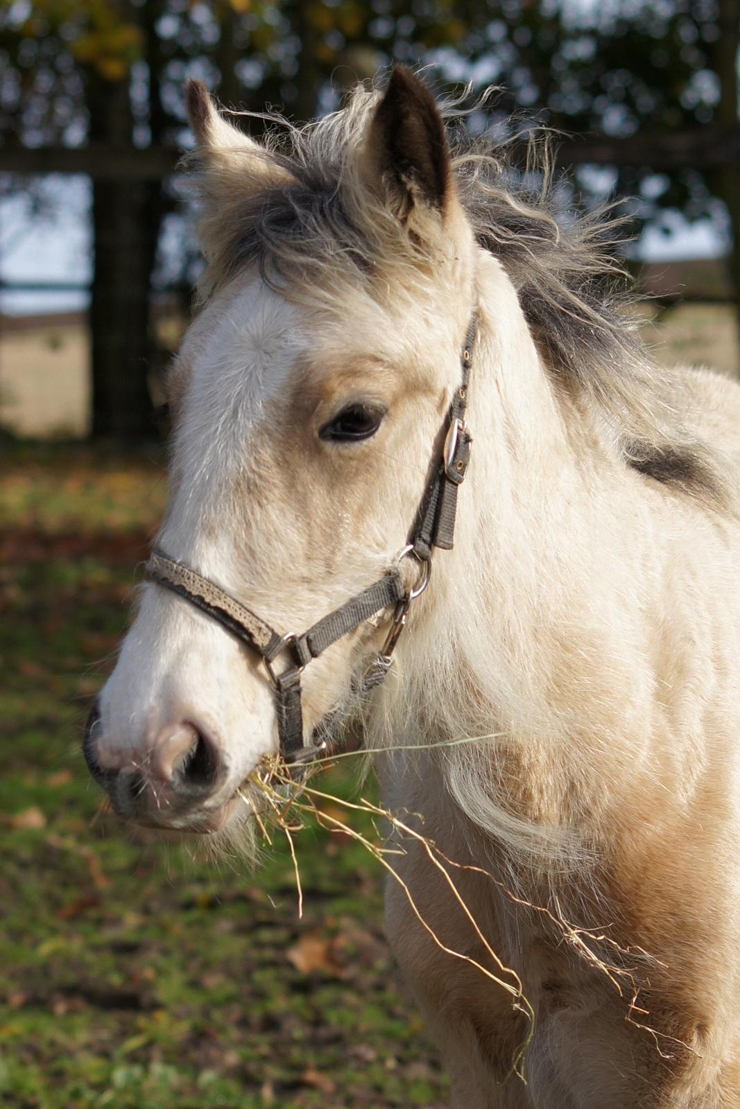 Irish Cob Jeanne d´Arc van Gipsy Dreams billede 3