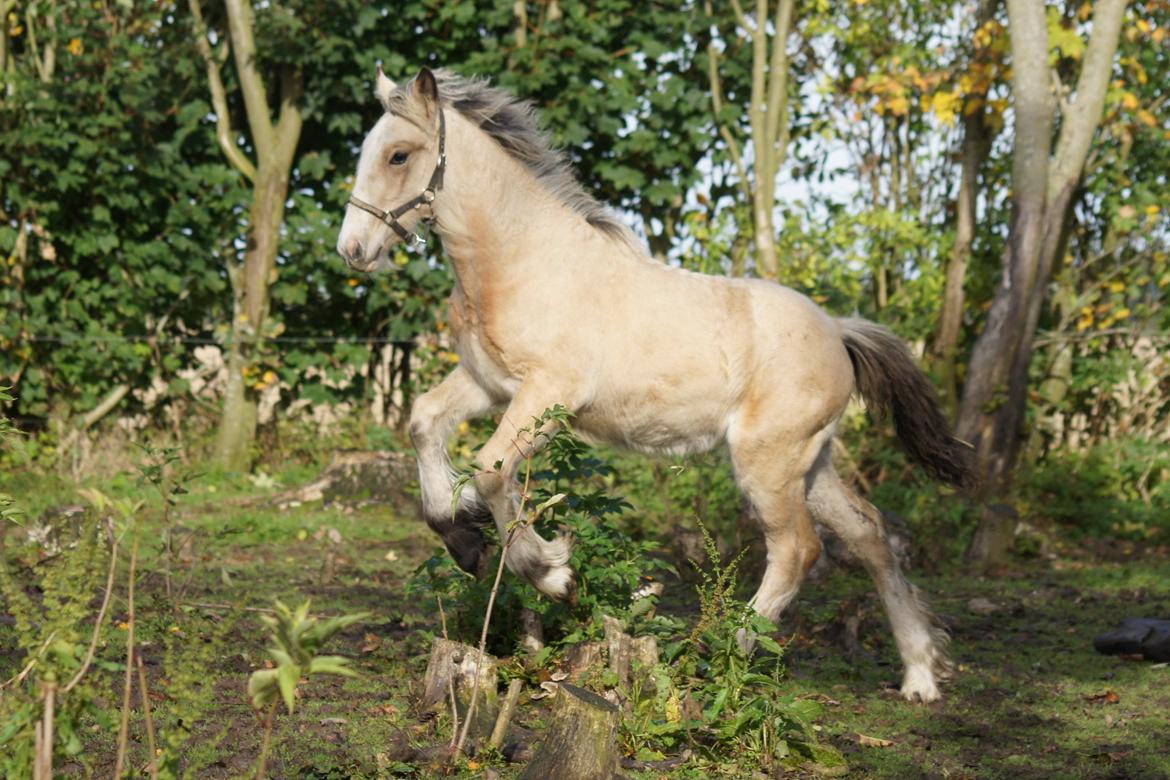 Irish Cob Jeanne d´Arc van Gipsy Dreams billede 2