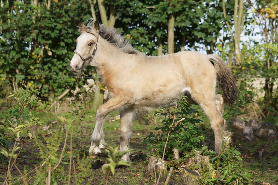 Irish Cob Jeanne d´Arc van Gipsy Dreams billede 9