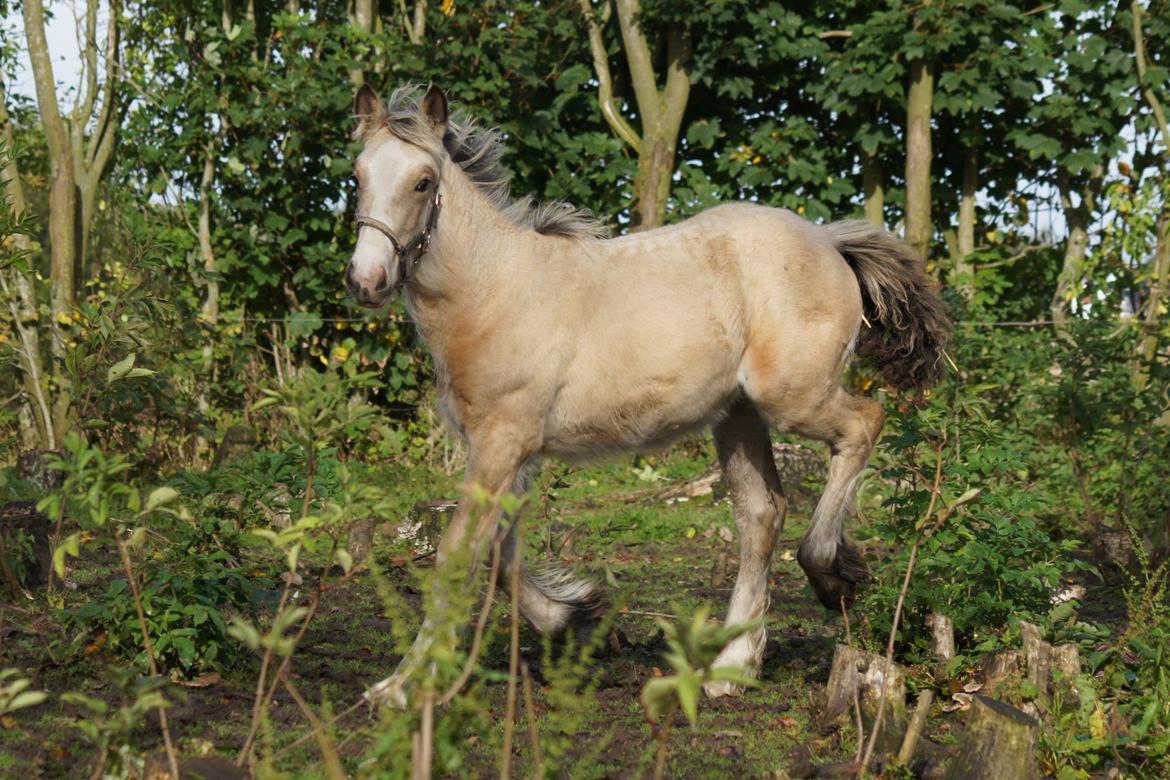 Irish Cob Jeanne d´Arc van Gipsy Dreams billede 10
