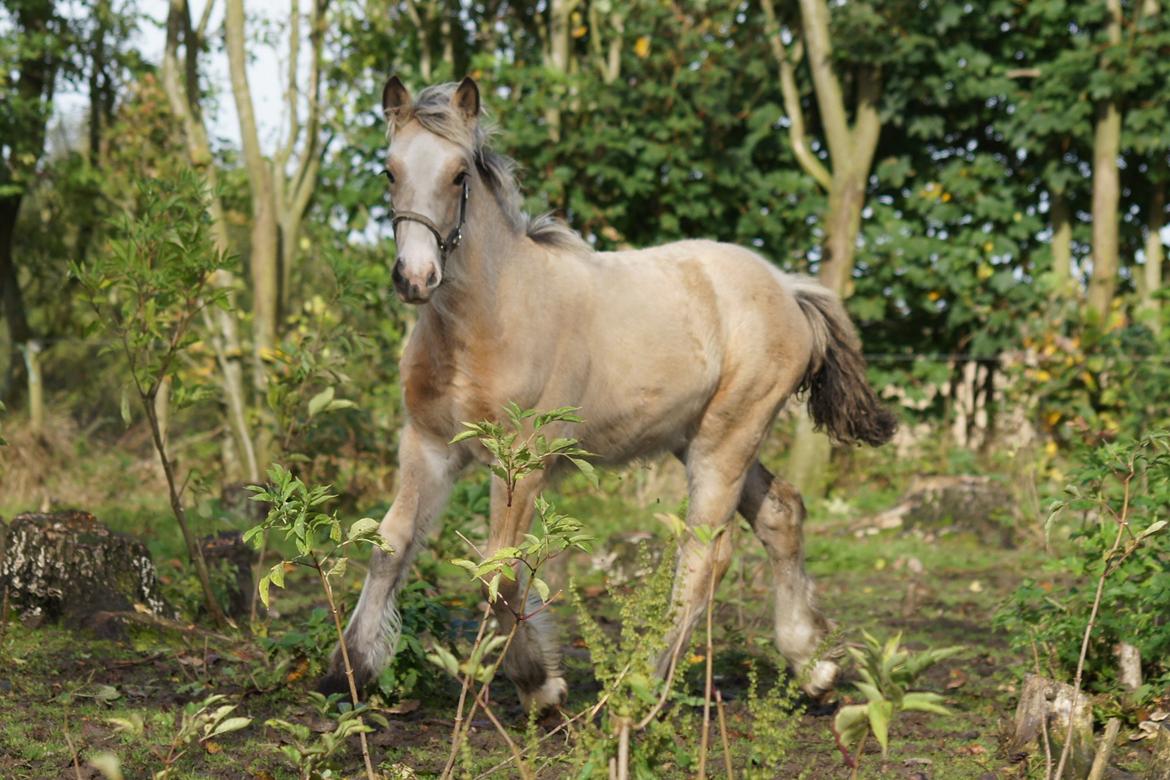 Irish Cob Jeanne d´Arc van Gipsy Dreams billede 4