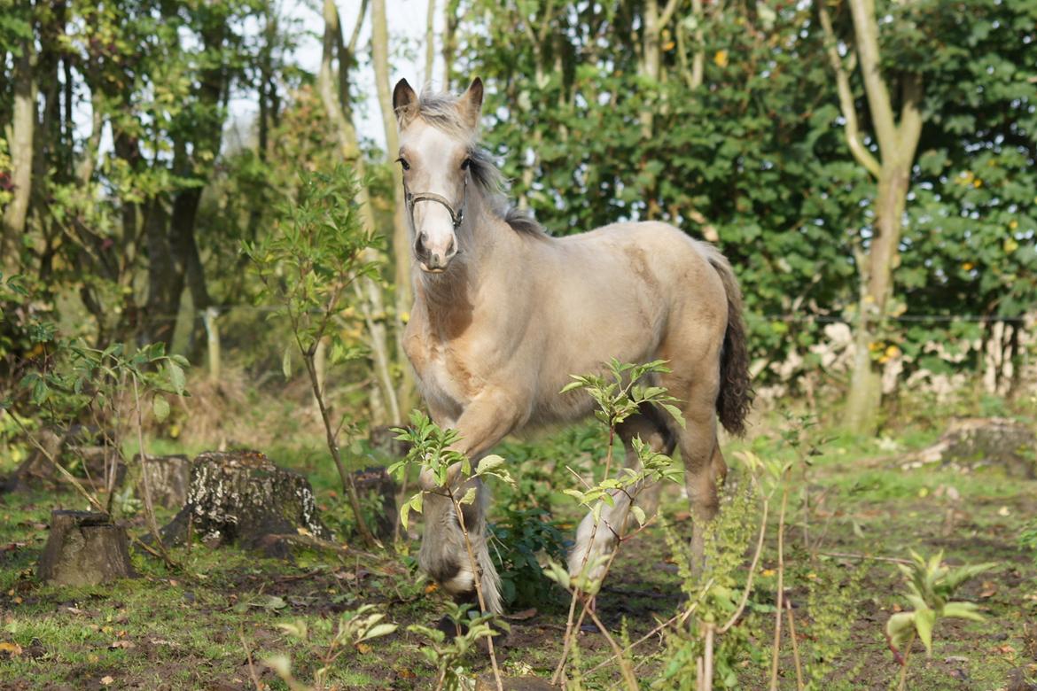 Irish Cob Jeanne d´Arc van Gipsy Dreams billede 6