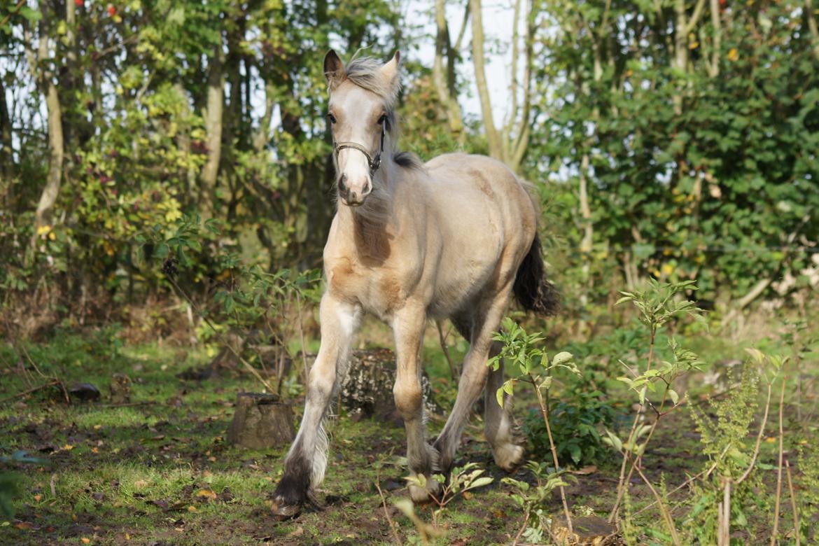 Irish Cob Jeanne d´Arc van Gipsy Dreams billede 8