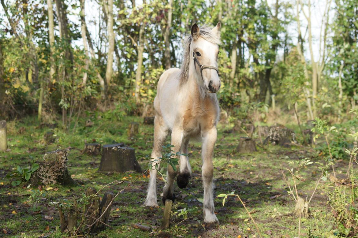 Irish Cob Jeanne d´Arc van Gipsy Dreams billede 11