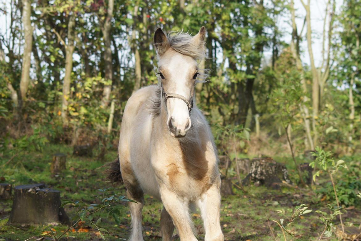 Irish Cob Jeanne d´Arc van Gipsy Dreams billede 12