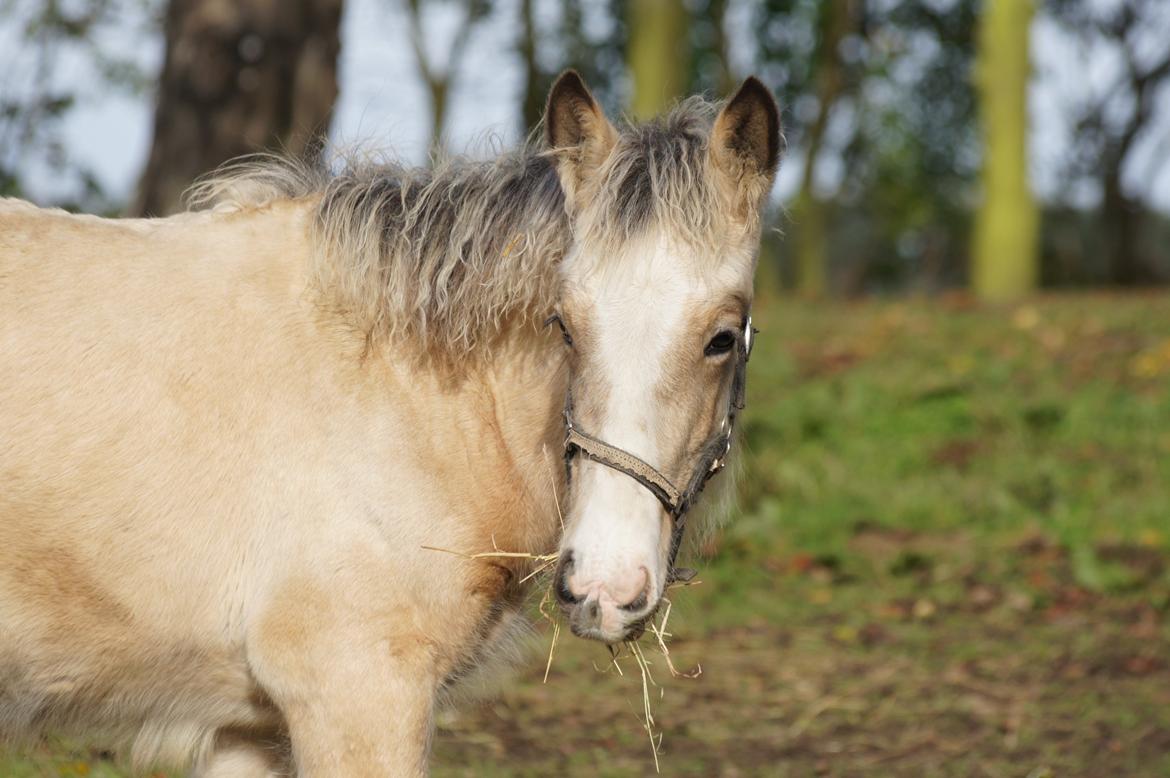 Irish Cob Jeanne d´Arc van Gipsy Dreams billede 13