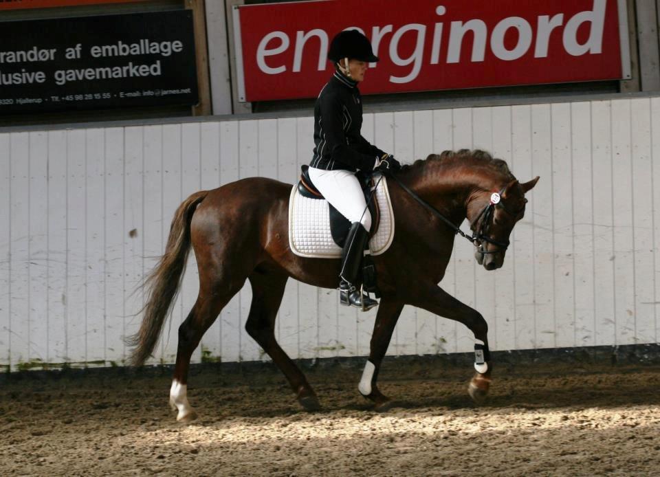 Welsh Partbred (Sec F) Rawa´s Mojito WHF 26 - materilaeprøve billede 20