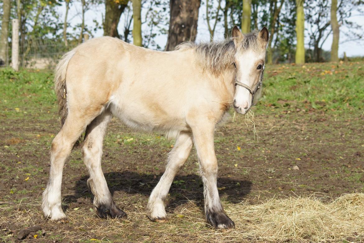 Irish Cob Jeanne d´Arc van Gipsy Dreams billede 7