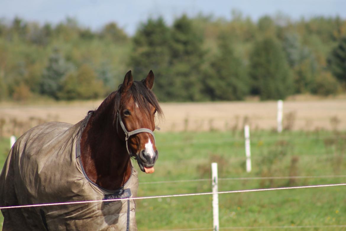 Anden særlig race Brilliant Sky (Billy) - Lækkerhed <3 billede 1