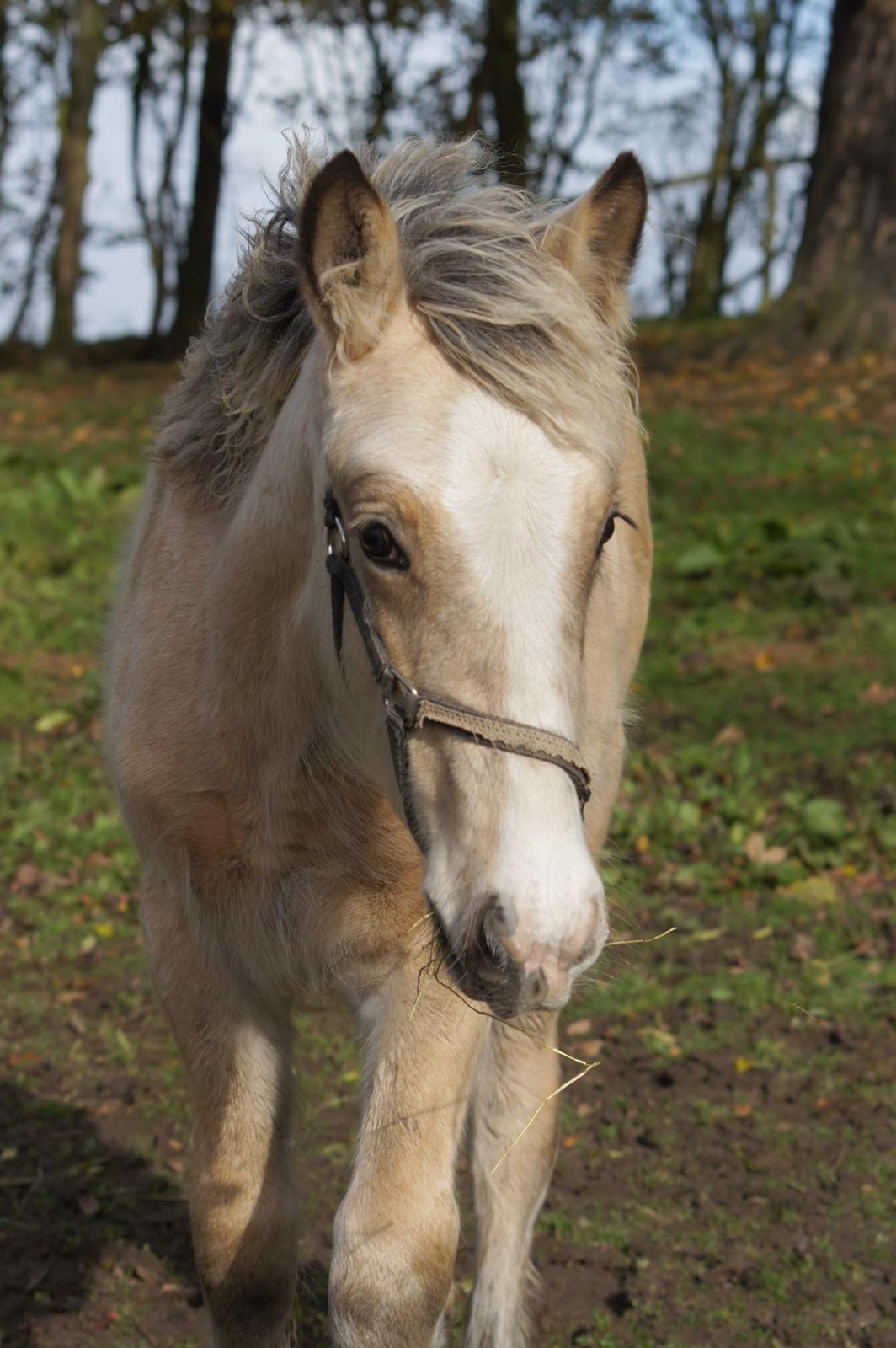 Irish Cob Jeanne d´Arc van Gipsy Dreams billede 14