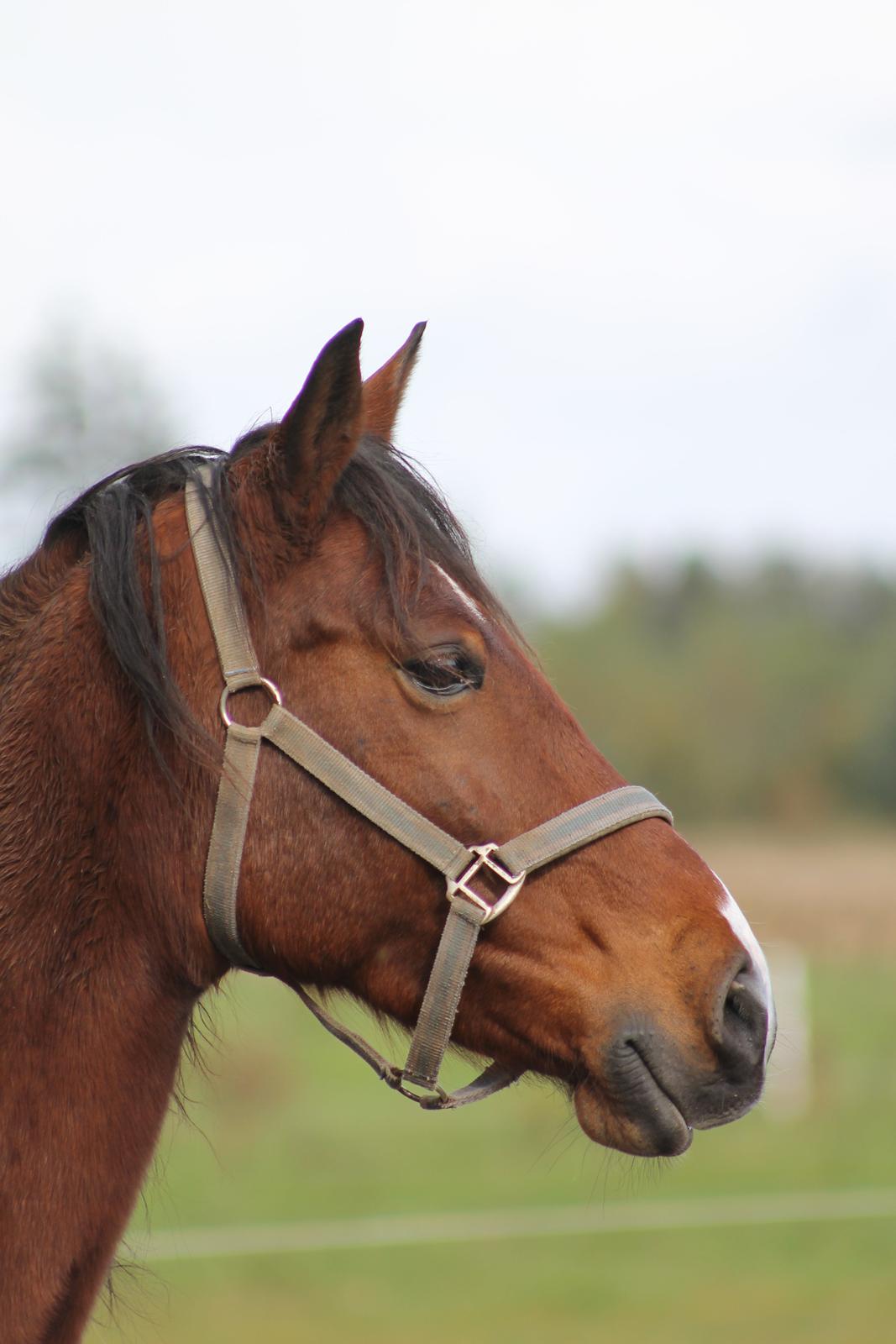 Anden særlig race Brilliant Sky (Billy) billede 2