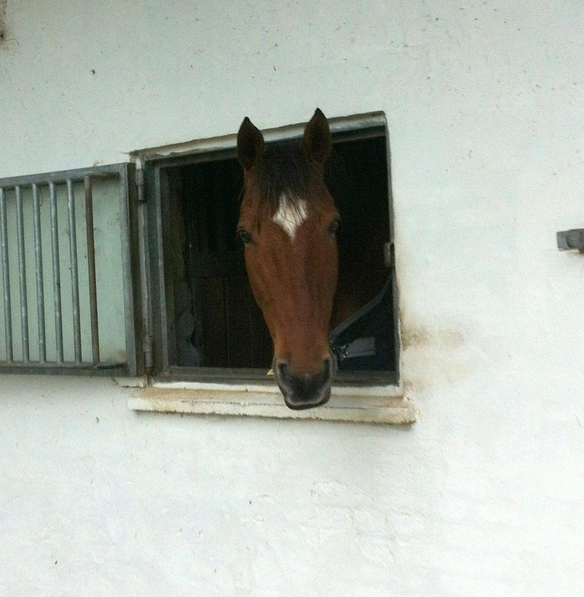 Welsh Partbred (Sec F) Bonjour Boyard billede 9