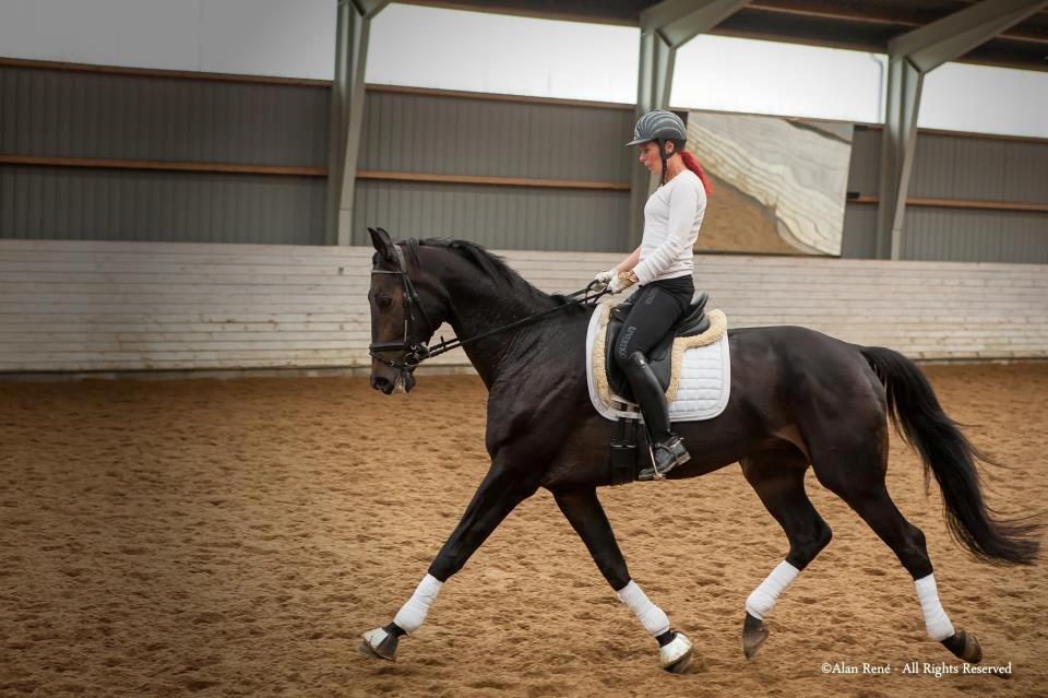 Hannoveraner Lord Dicaprio billede 3