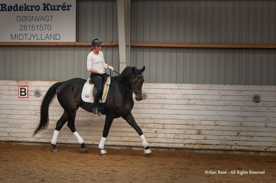 Hannoveraner Lord Dicaprio billede 4