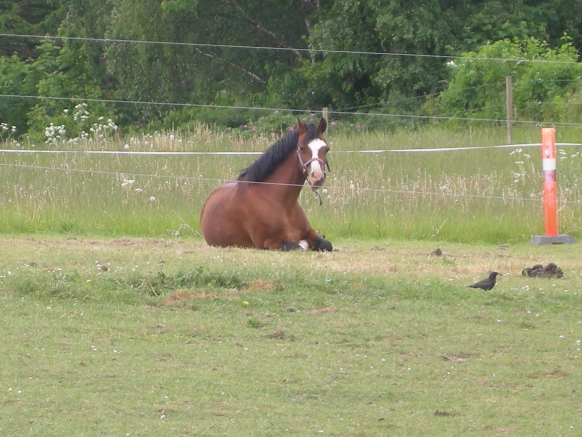 Welsh Pony (sec B) Rakt's Britney solgt - det er skønt at slappe af billede 12