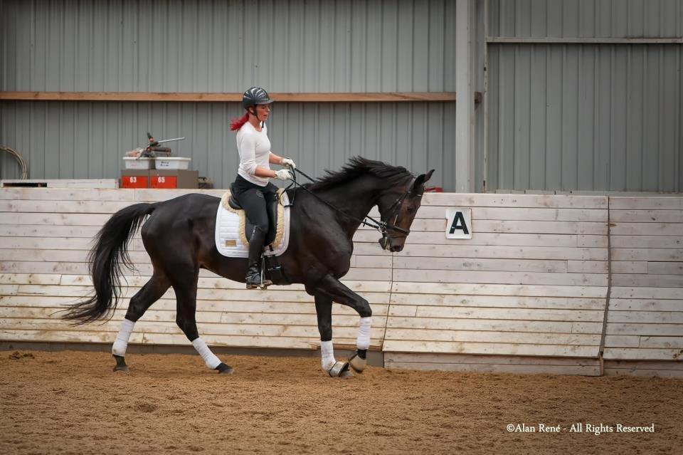 Hannoveraner Lord Dicaprio billede 5