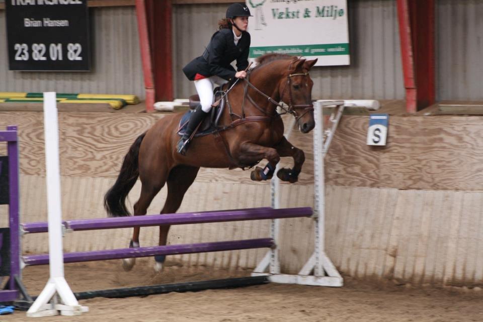Hollandsk Varmblod Silvester - fra stævnet i weekenden!  billede 7