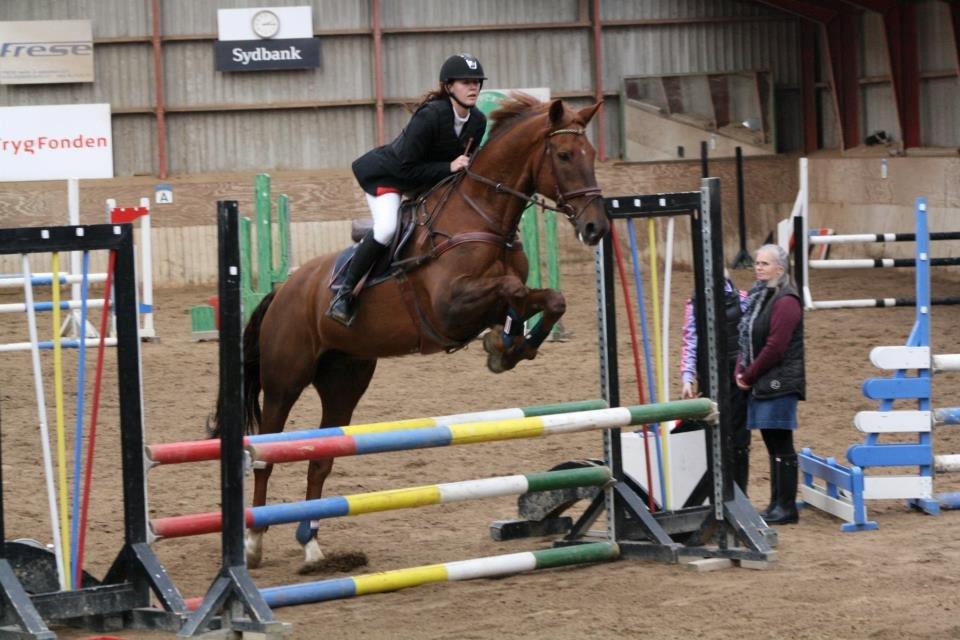 Hollandsk Varmblod Silvester - fra stævnet i weekenden! billede 8