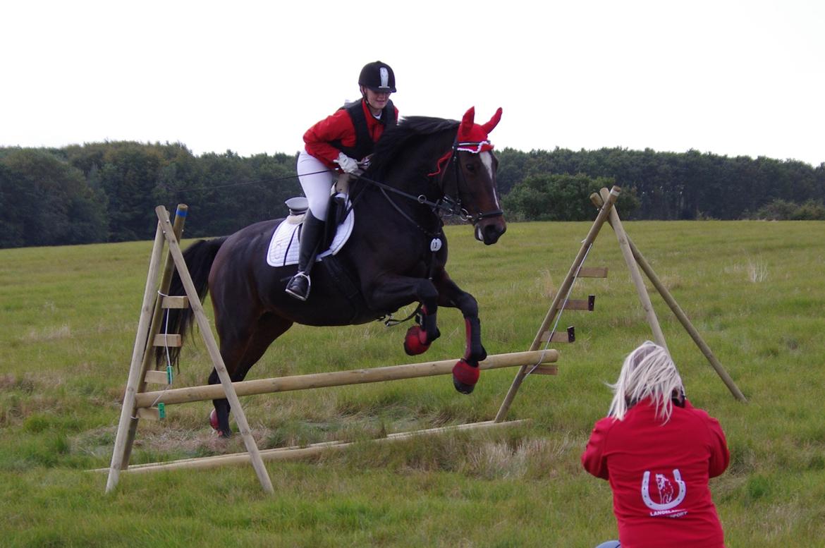 Oldenborg Rosenhavens Sindi - Hubertusjagt på Langeland 2012 
sindi's første jagt, hun var så god! :)  billede 17