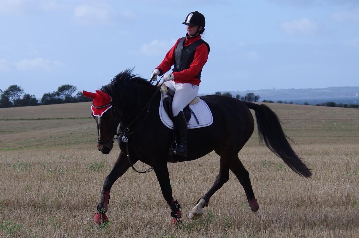 Oldenborg Rosenhavens Sindi - dressur hesten til jagt! :D  billede 19