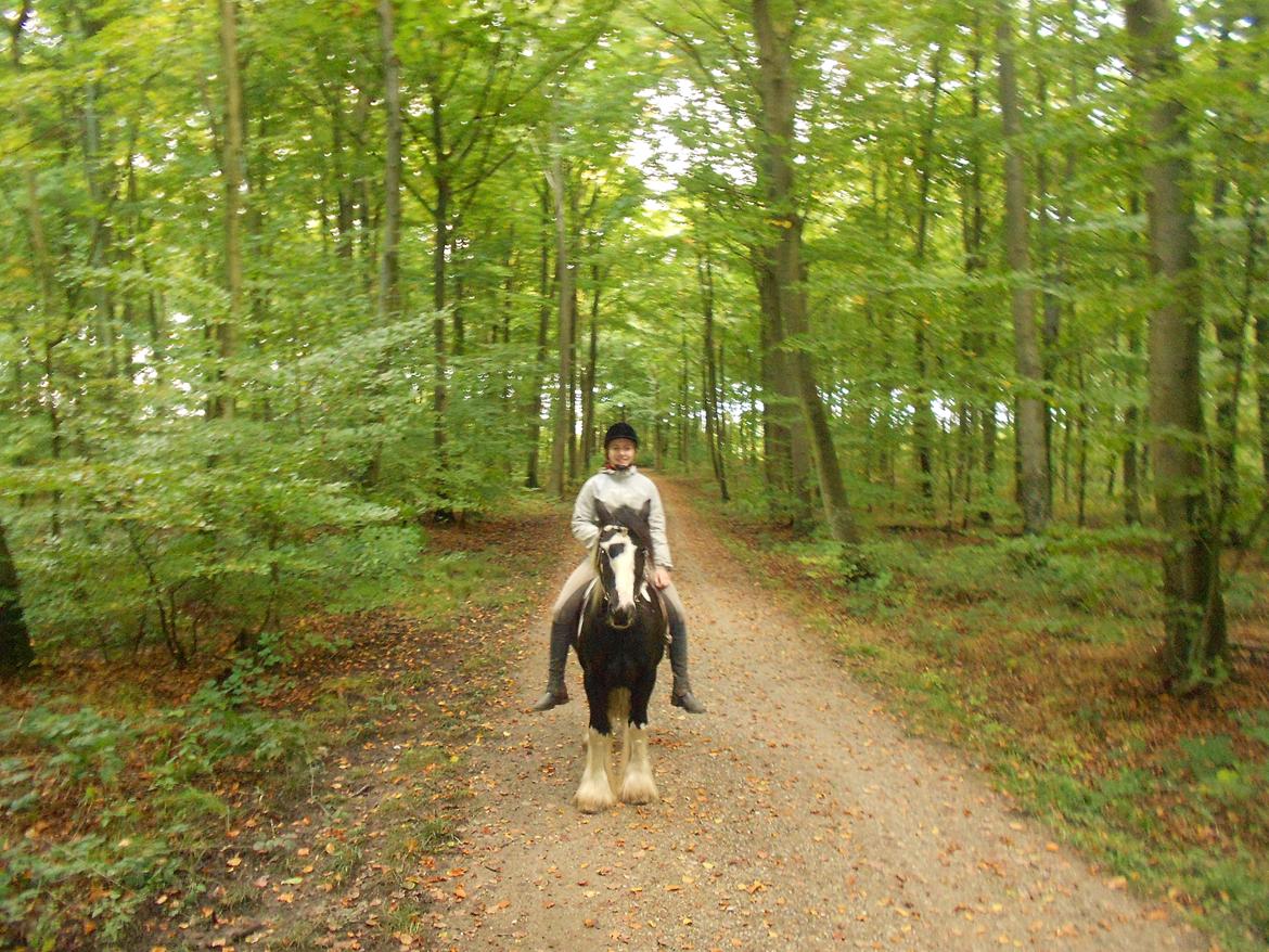 Irish Cob Plet (Hotspot<3) - Mig og Plet på tur i skoven den 07.10.12 uden sadel :)<3 billede 15