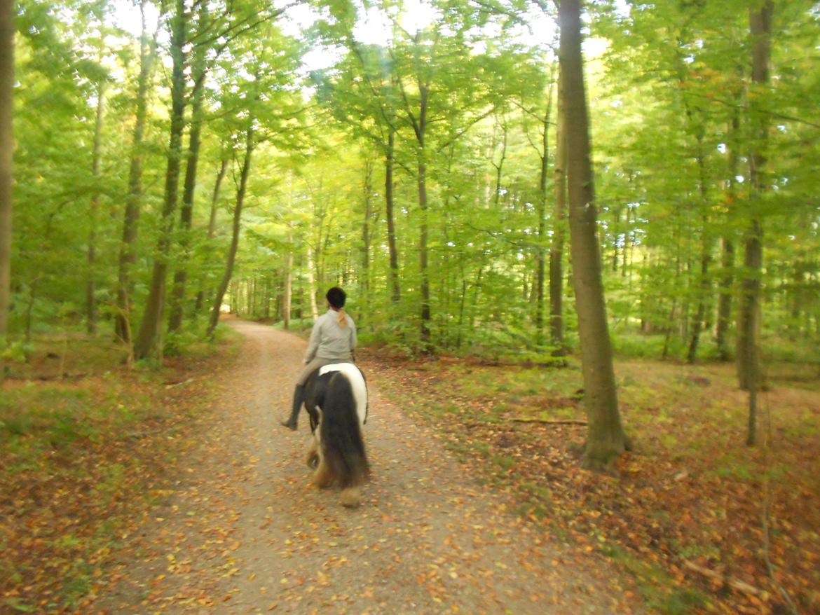 Irish Cob Plet (Hotspot<3) - I skoven 07.10.12 :) <3 billede 16