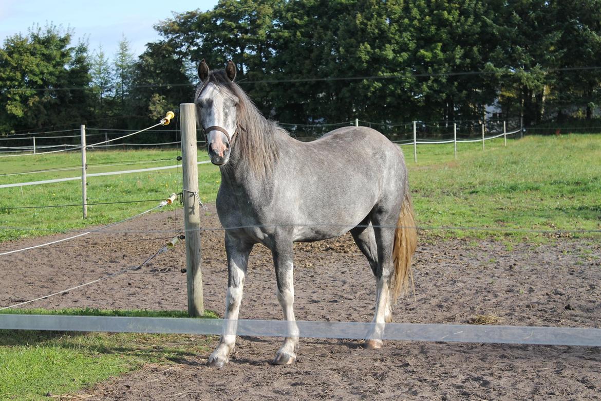 Welsh Partbred (Sec F) Gravens Fairytale billede 4
