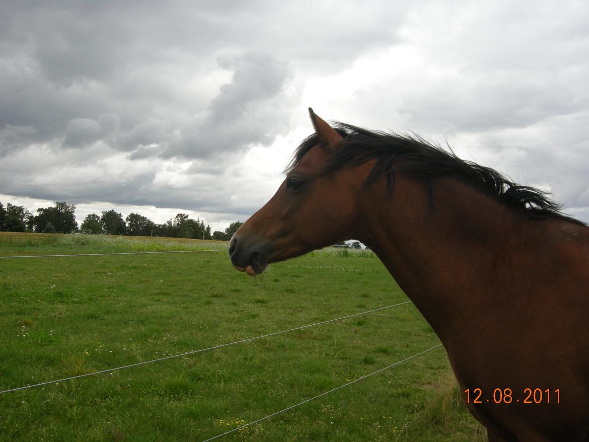 Welsh Pony (sec B) Rakt's Britney solgt - der er godt nok mørkt billede 13