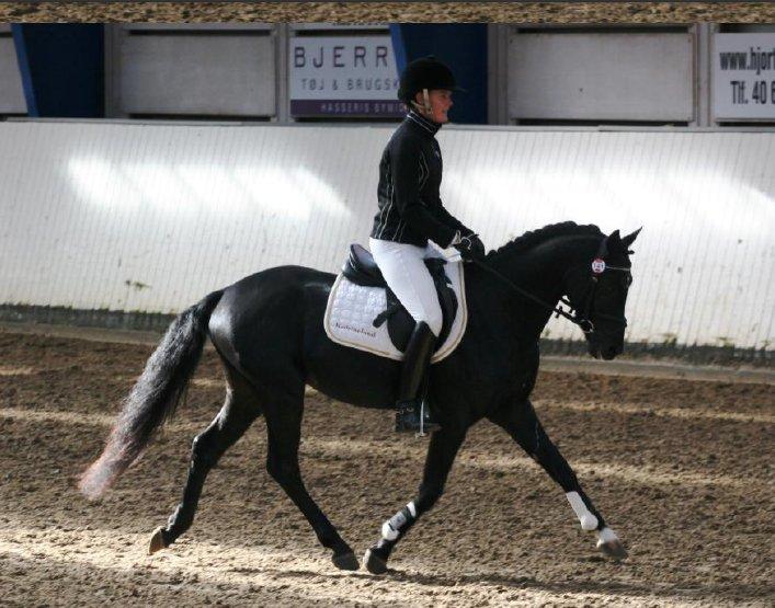 DSP Fredbo's Garmin KÅRET HINGST - Materialprøve 2012
Suveræn vinder af både Dressur og spring. billede 6