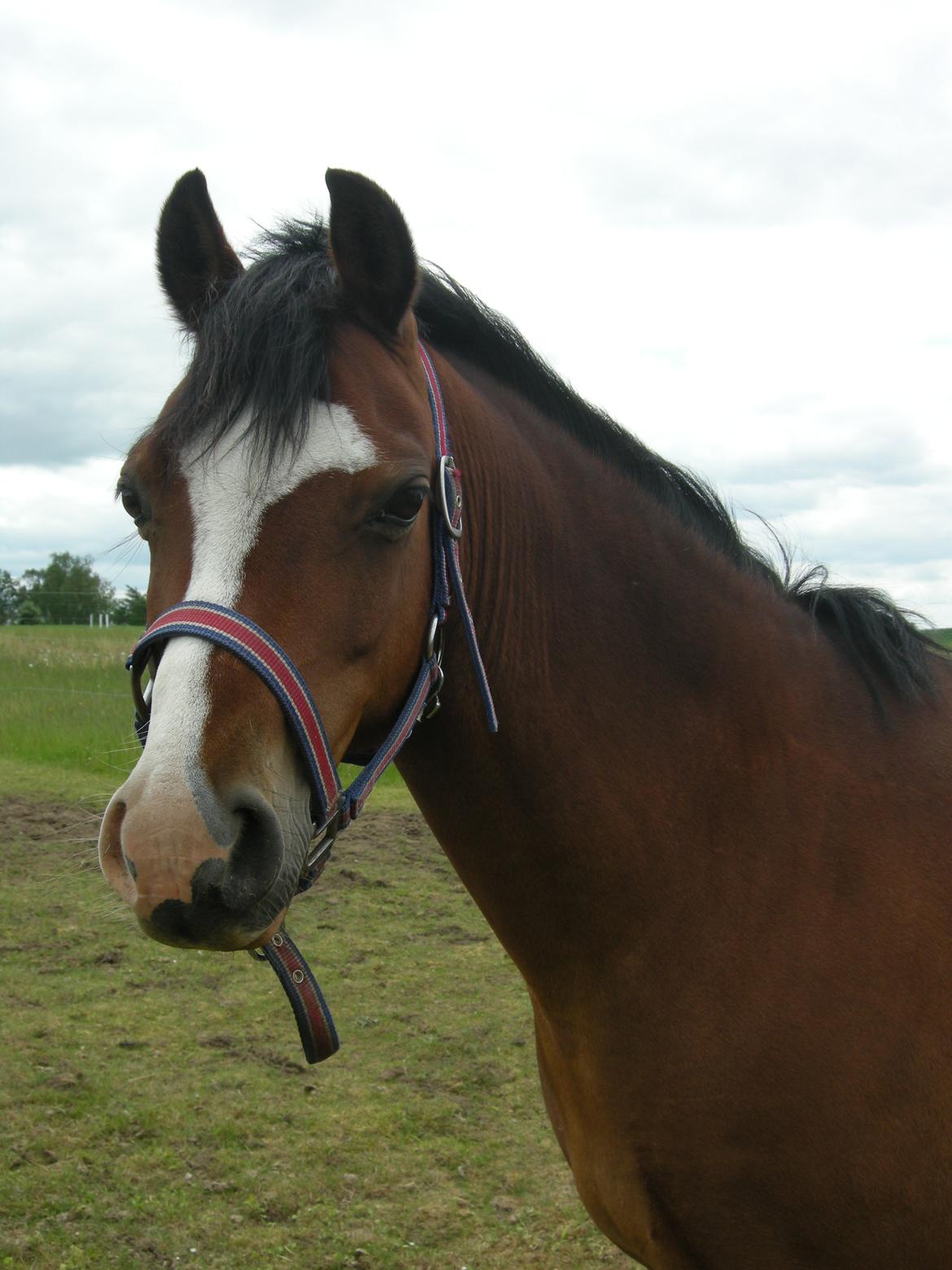 Welsh Pony (sec B) Rakt's Britney solgt - hejhej håber i synes godt om min profil billede 19