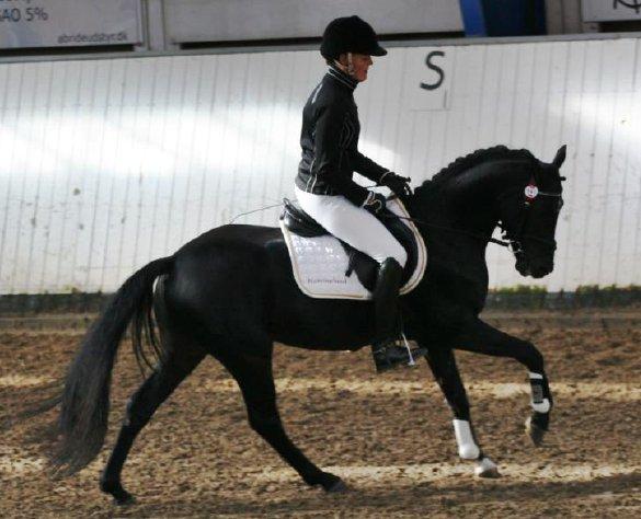 DSP Fredbo's Garmin KÅRET HINGST - Materialprøve 2012 - suveræn vinder af både dressur og spring billede 3