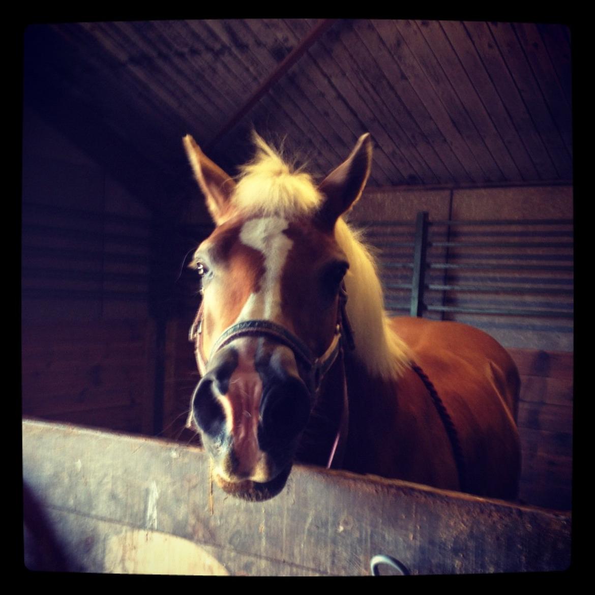 Haflinger Nina [Himmelhest] billede 19