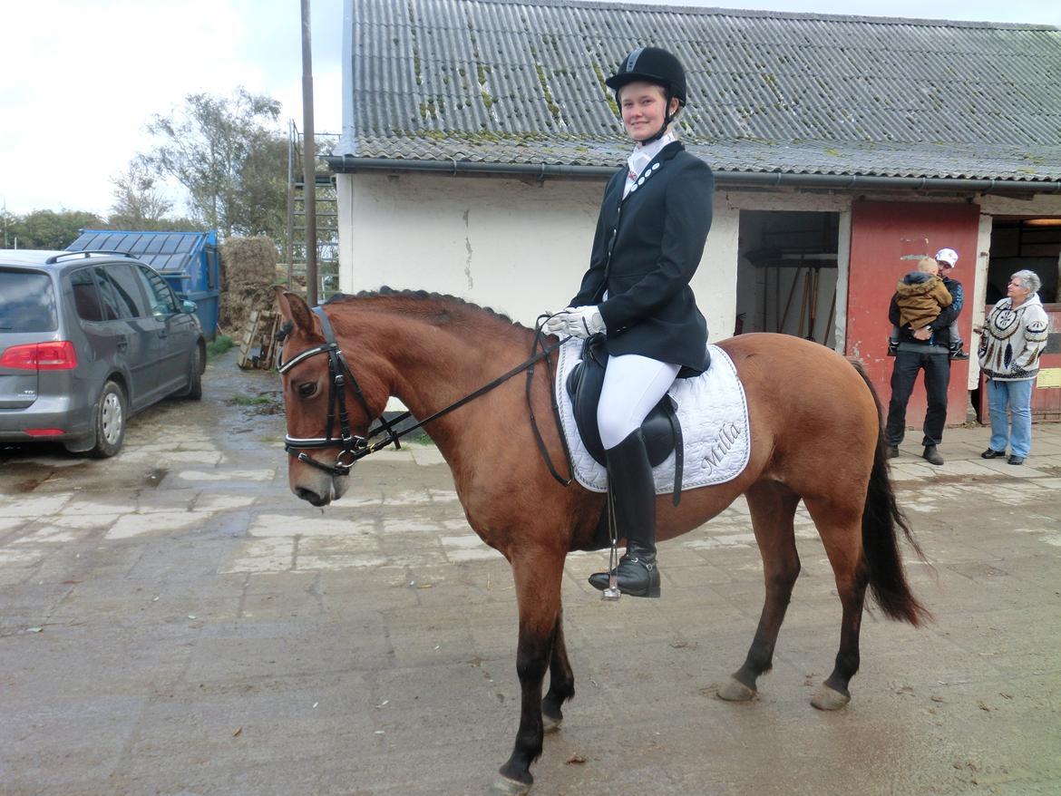 New Forest Glenwood Michelle - sidste gang jeg sad på den skønne skønne pony  billede 1