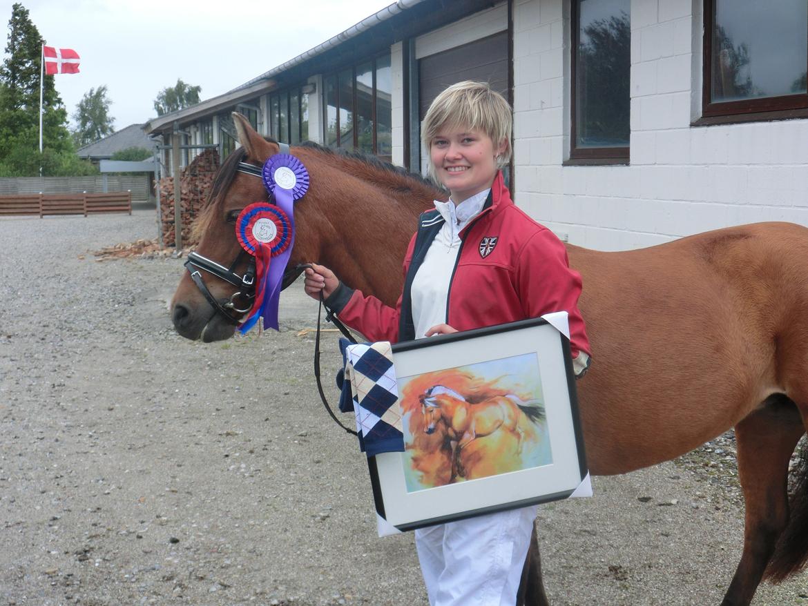 New Forest Glenwood Michelle - 2 plads i agillity
1 plads i mønstring billede 10