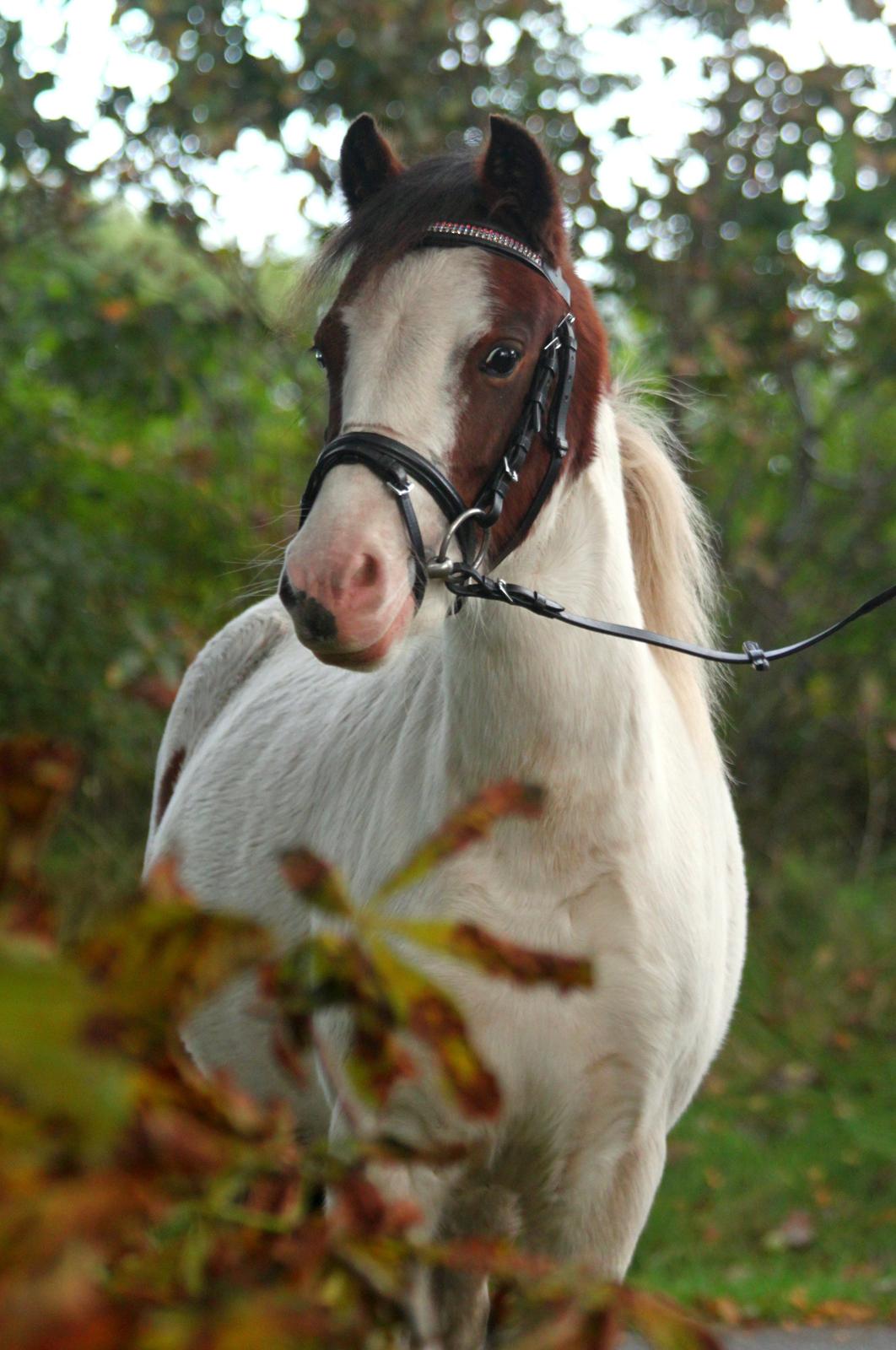 Anden særlig race Chanell billede 1