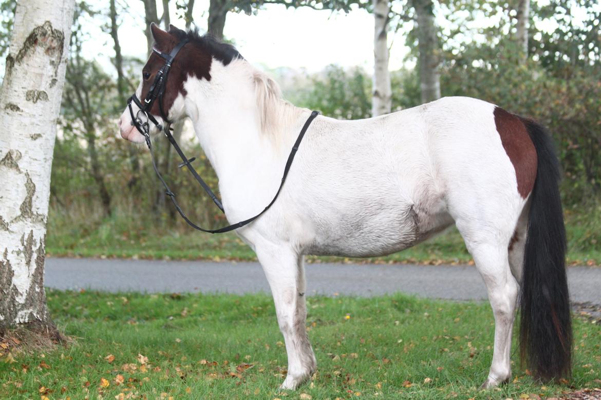 Anden særlig race Chanell billede 6