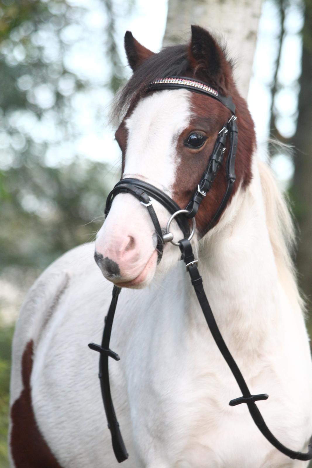 Anden særlig race Chanell - Welkommen til Cheanell's profil 

- Her er jeg til fotogrfering hos Fotana foto billede 3