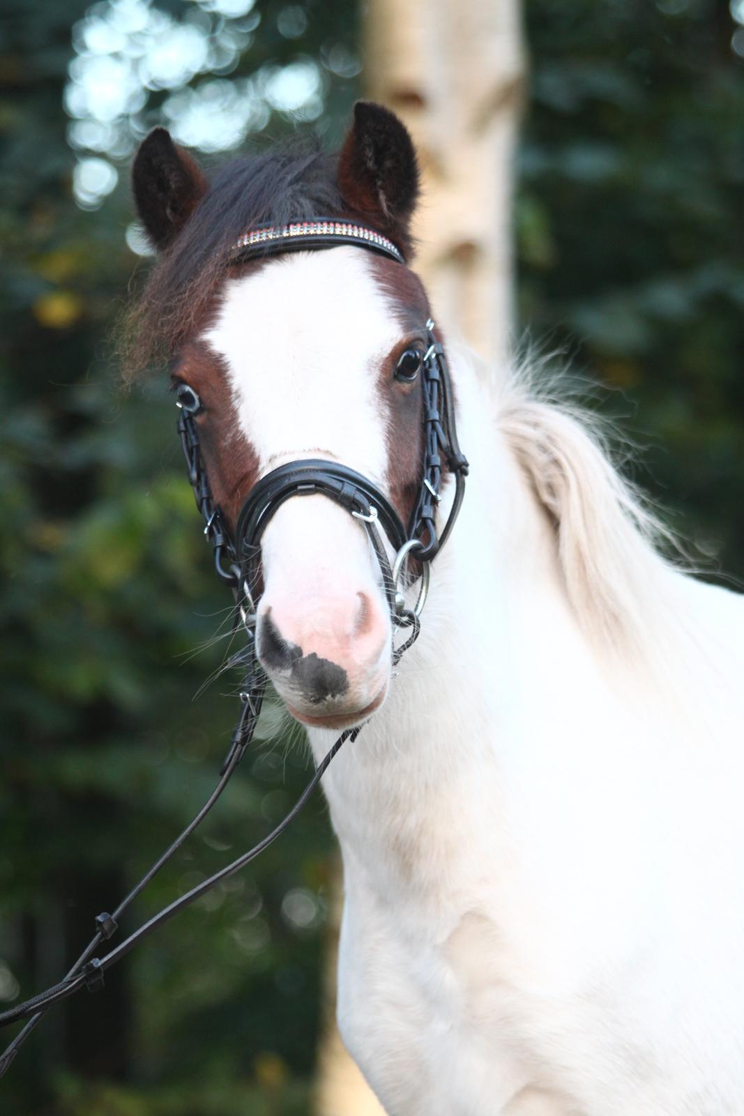 Anden særlig race Chanell billede 12