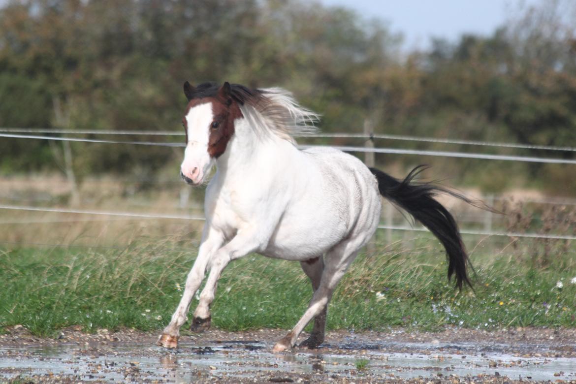Anden særlig race Chanell billede 13