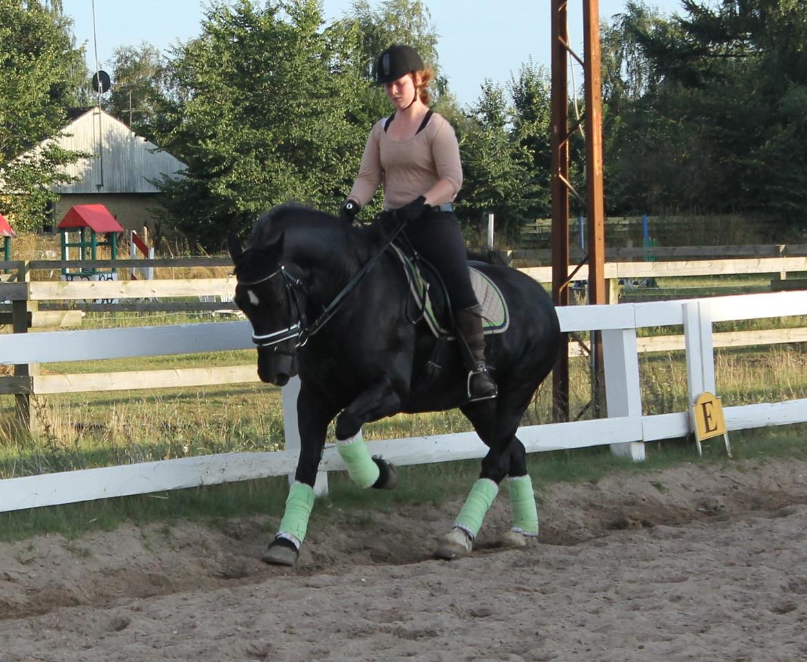 Welsh Cob (sec D) Haymos Chagal <3 Sov sødt <3 billede 10