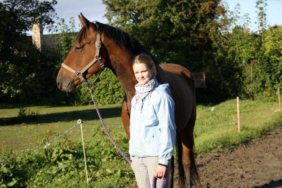 Dansk Varmblod Lillegårdens Daytona billede 13