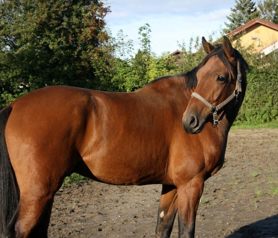 Dansk Varmblod Lillegårdens Daytona billede 14
