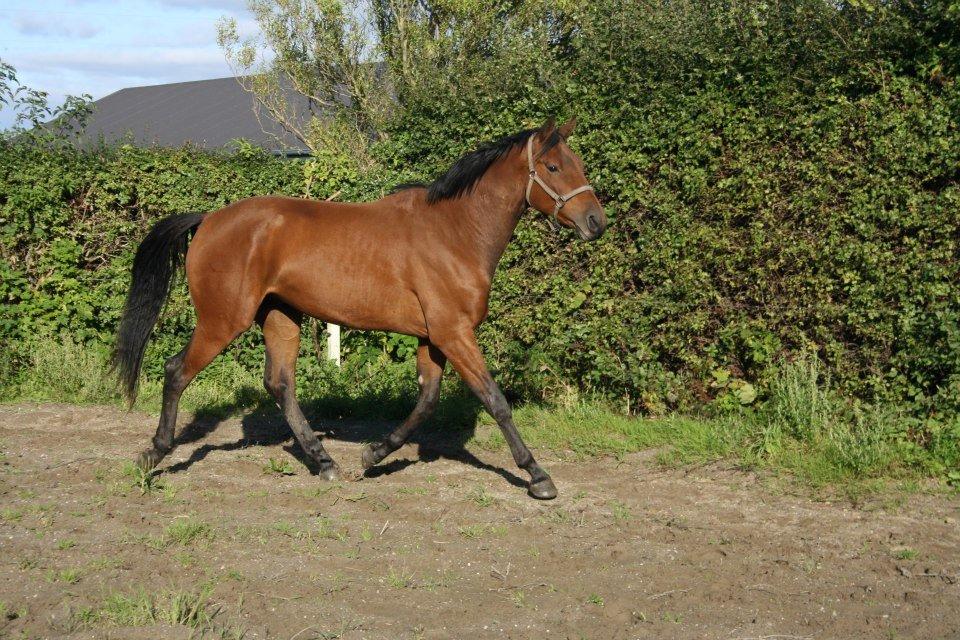 Dansk Varmblod Lillegårdens Daytona billede 15