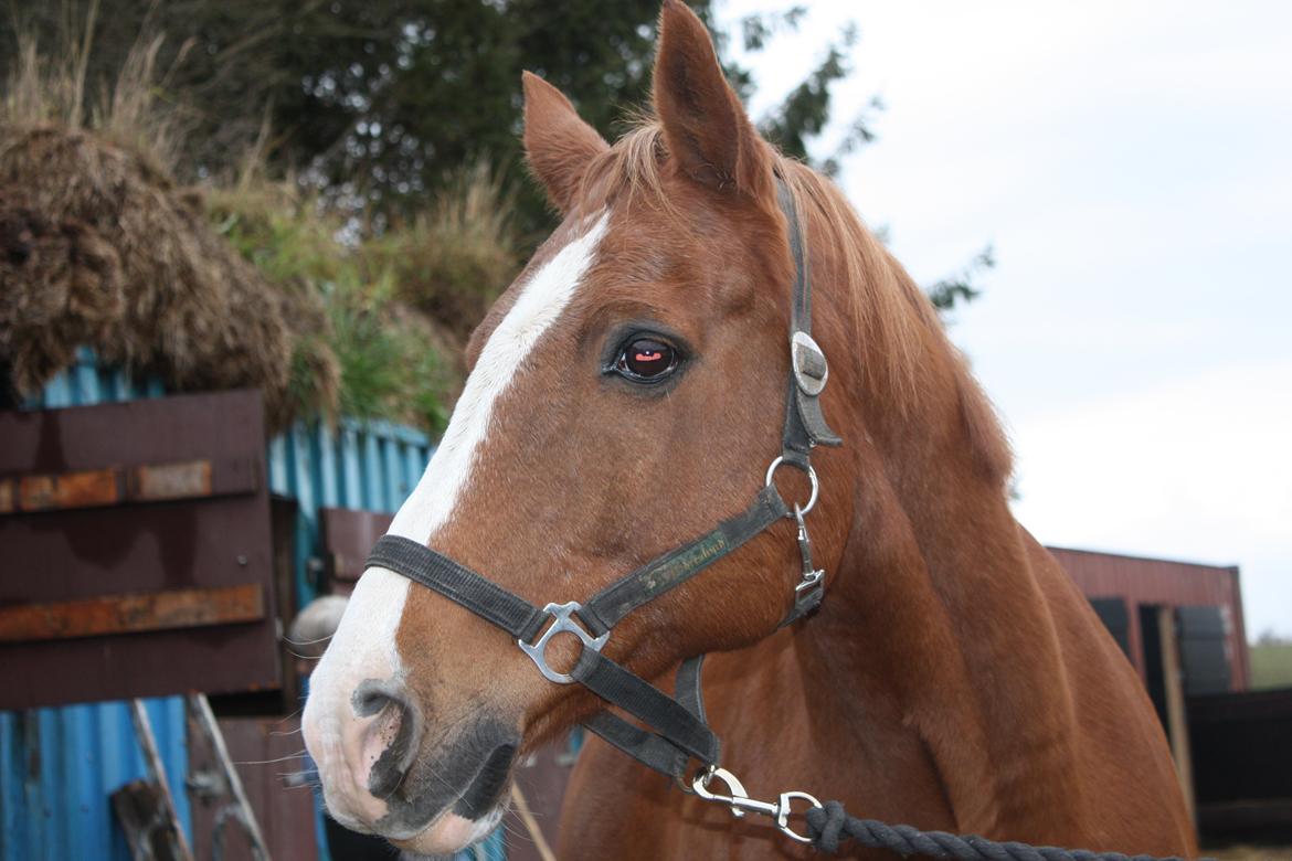 Anden særlig race Roland Garros R.I.P <3 billede 20