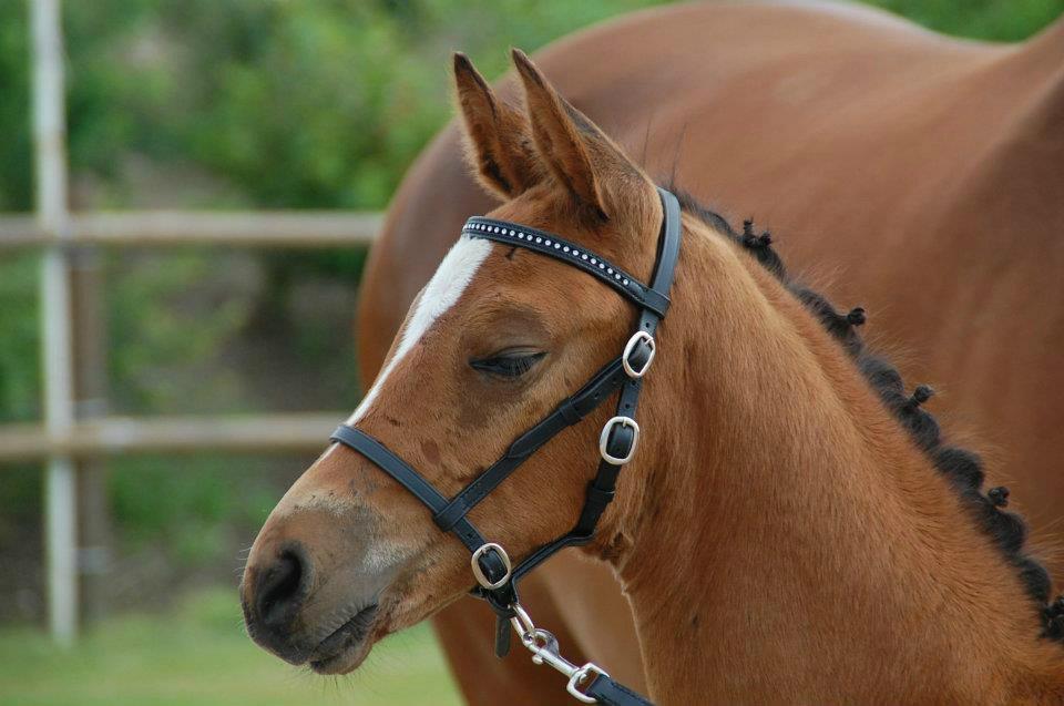 Dansk Varmblod Cassiopeia billede 1