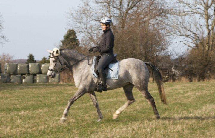 Arabisk fuldblod (OX) Filou (himmelhest) <3 - Lidt dressur på marken. billede 10