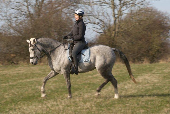 Arabisk fuldblod (OX) Filou (himmelhest) <3 - Dressur på marken. billede 11